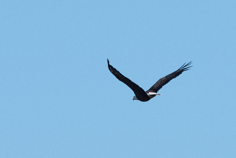 Bald eagle flying over Surry Mountain Lake in Surry, NH