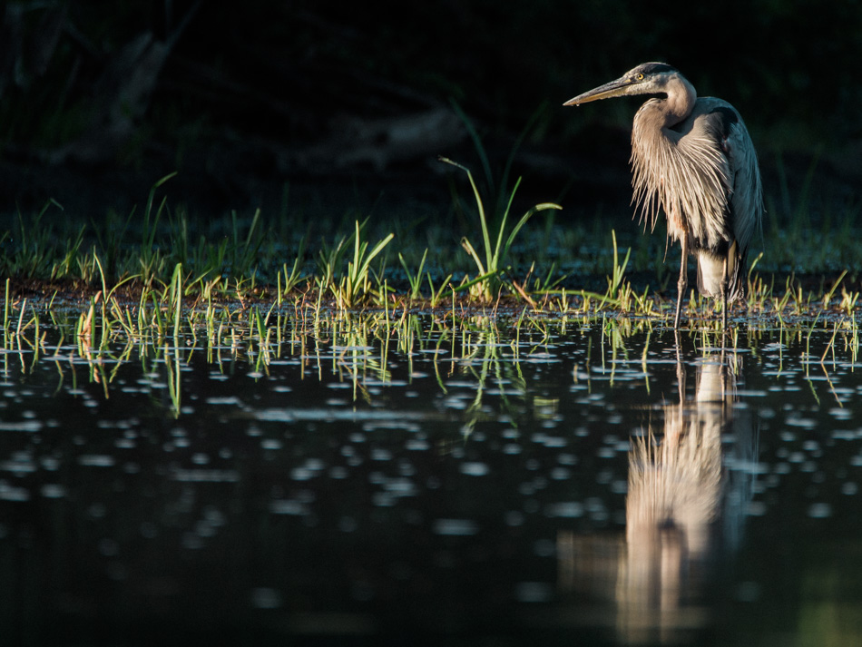 Great blue heron standing in a river