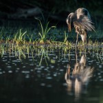 Great Blue Heron at Dawn Great Blue Heron at Dawn