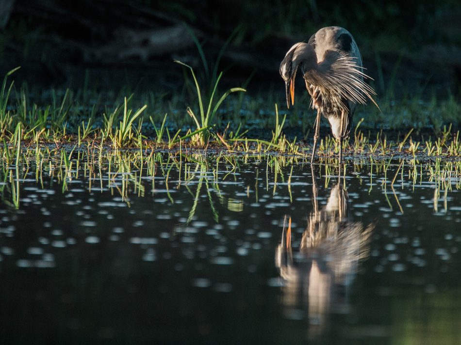 A great blue heron gasps at its own reflection