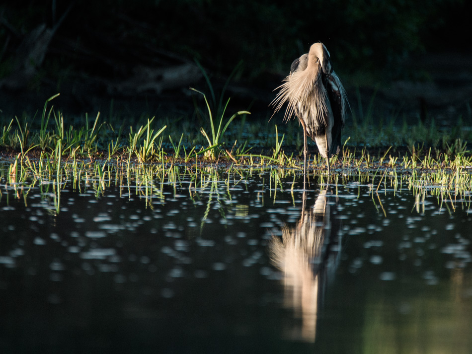 A great blue heron tends to its feathers