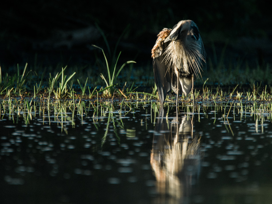 A great blue heron curls its neck to clean beneath its wing