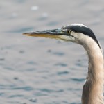 Great Blue Heron Portrait Session Great Blue Heron Portrait Session