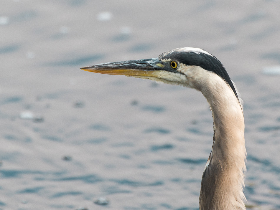 Closeup portrait of a great blue heron's head