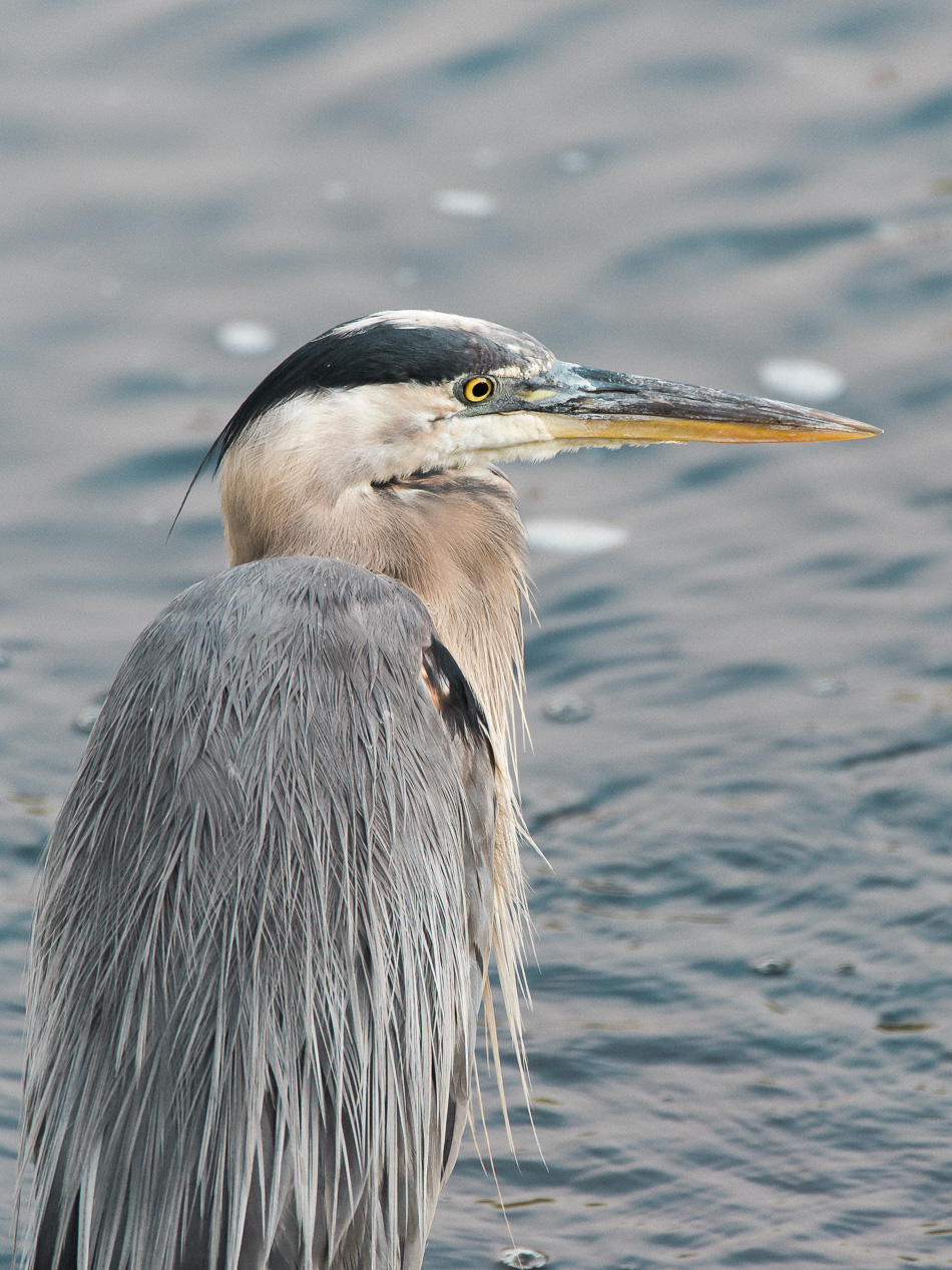 A great blue heron stands at attention