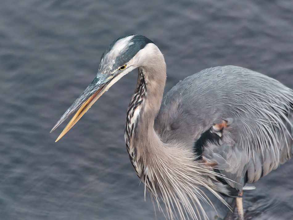 A great blue heron opens its beak while hunting