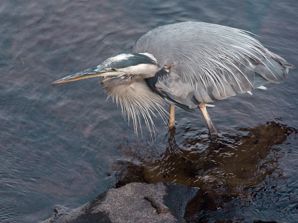 A great blue heron assumes a listening posture while hunting in a river