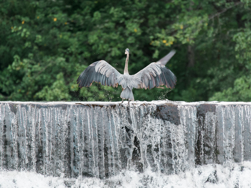 A great blue heron lands atop the Ashuelot River dam in Keene, NH