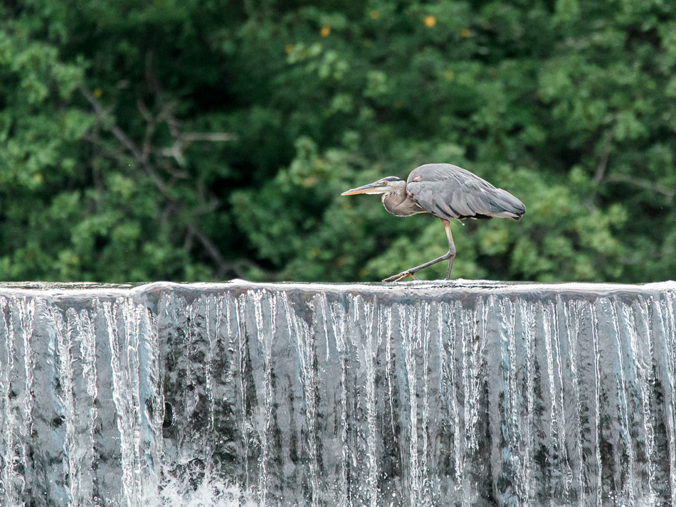 A great blue heron stealthily walks along the top of the Ashuelot River dam in Keene, NH