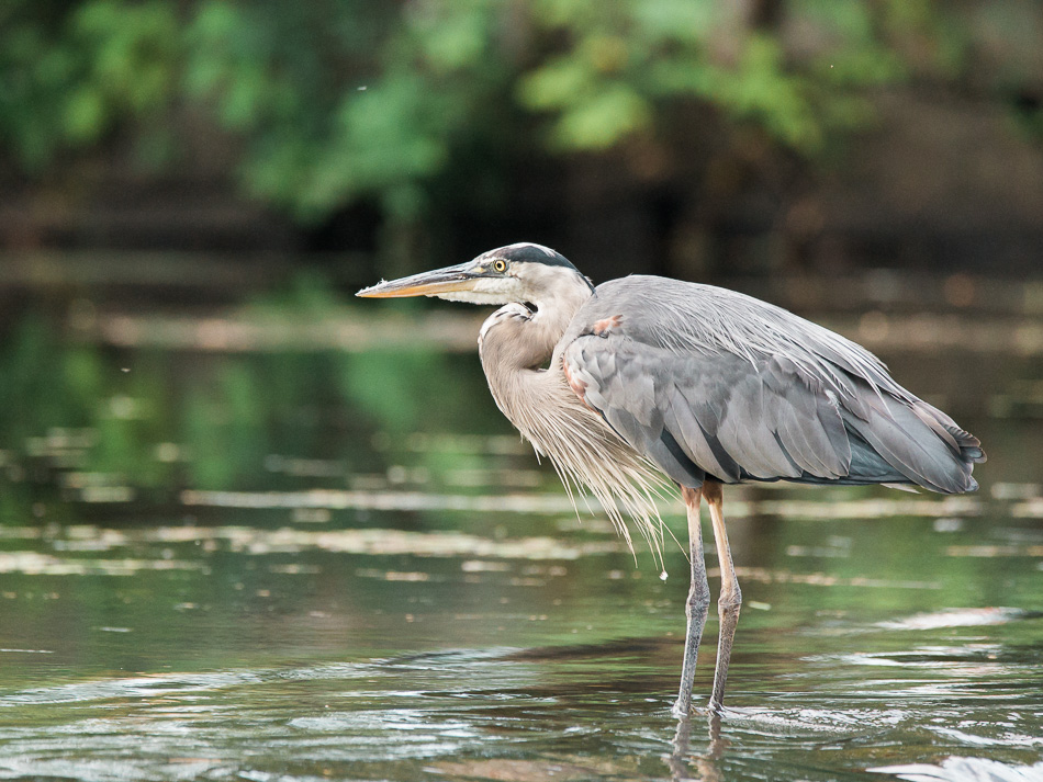 A great blue heron stands atop the Ashuelot River dam in Keene, NH