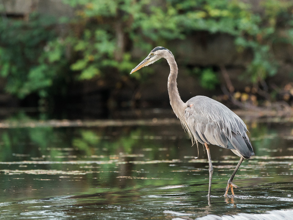 A great blue heron stands atop the Ashuelot River dam in Keene, NH