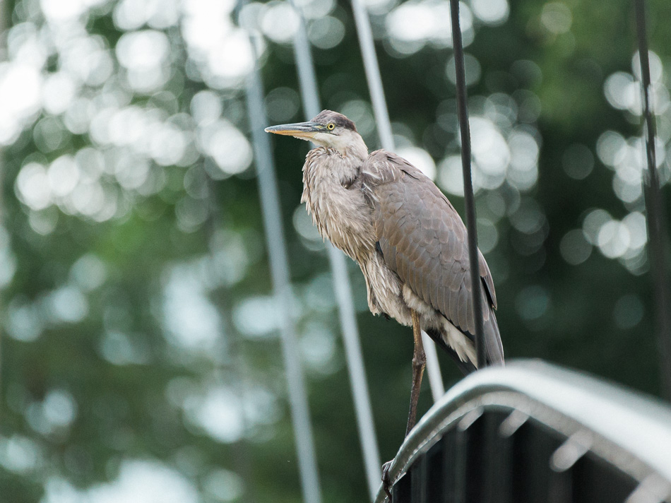 A young great blue heron rests on the rail of the footbridge over the Ashuelot River in Keene, NH