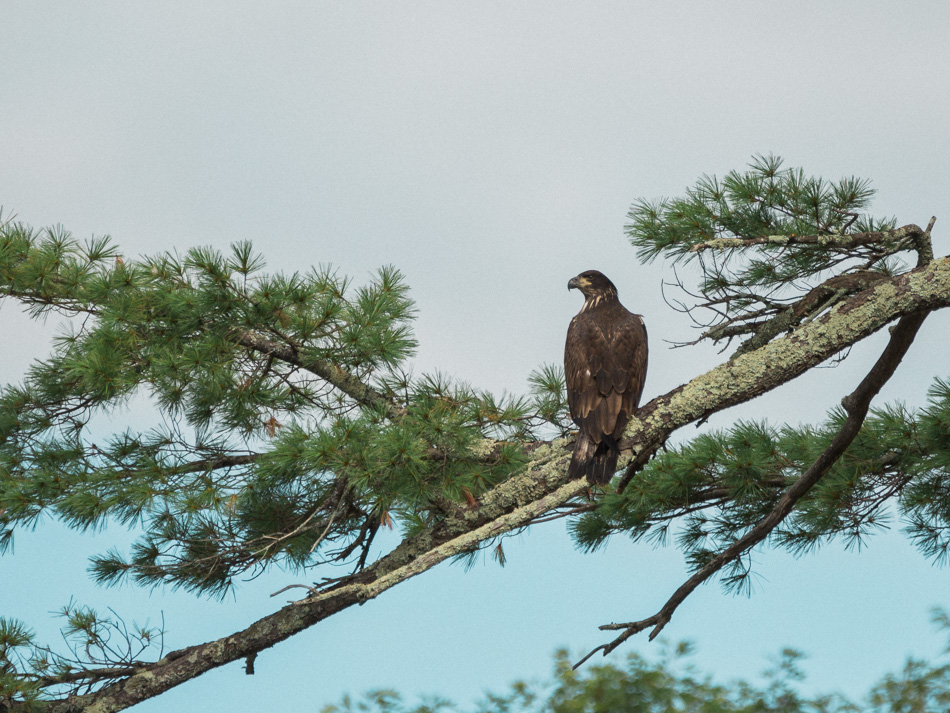 Immature bald eagle resting on a tree limb