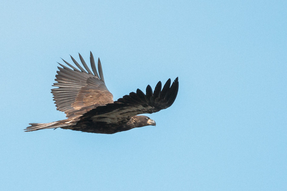 Immature bald eagle in flight