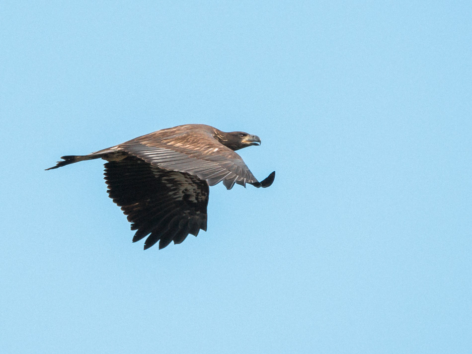 Immature bald eagle in flight
