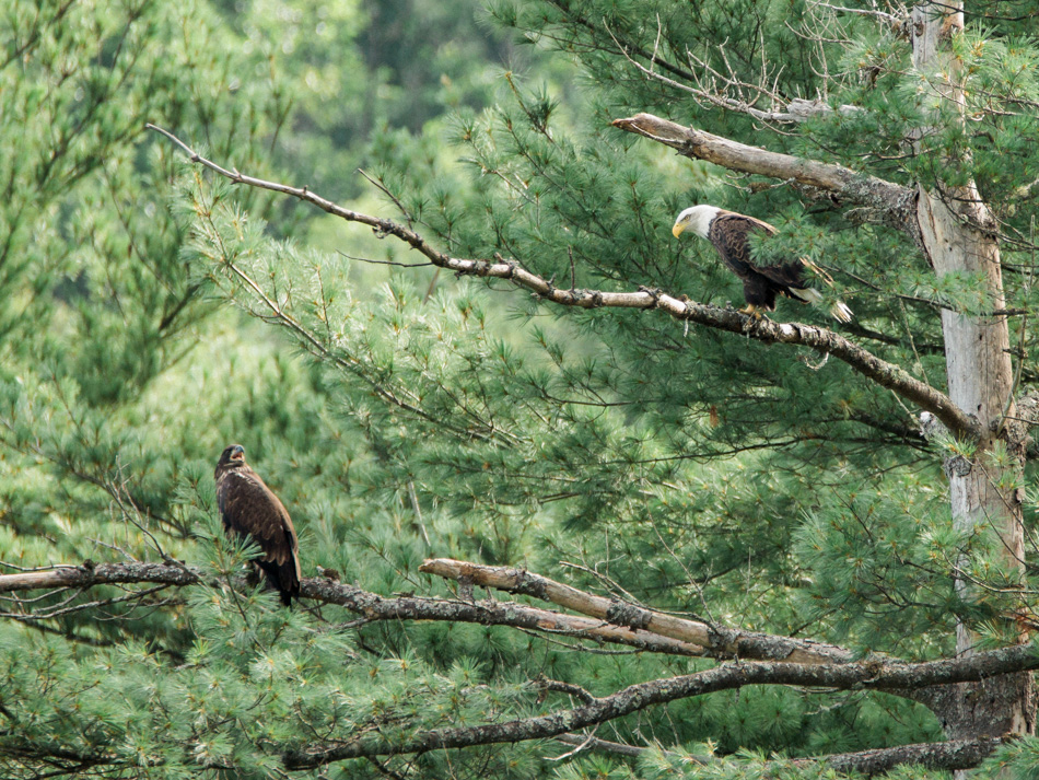 An adult bald each rests in a tree with its offspring