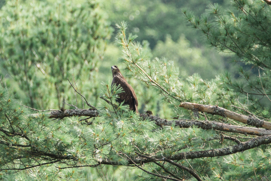 An immature bald eagle rests in a tree