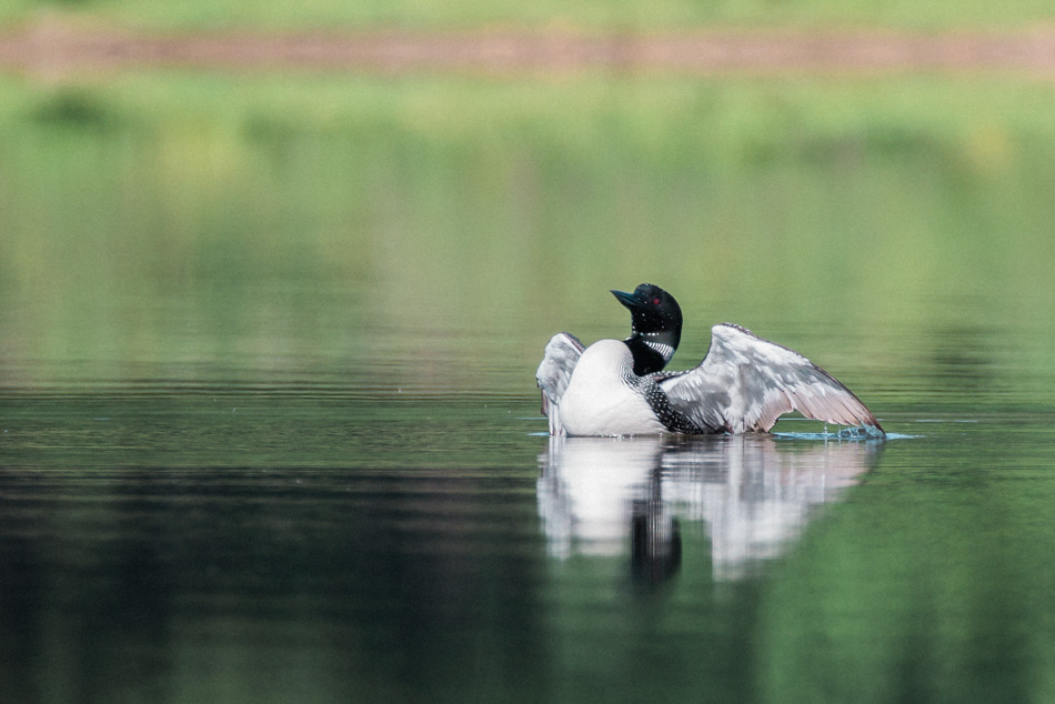 A common loon rises out of the water