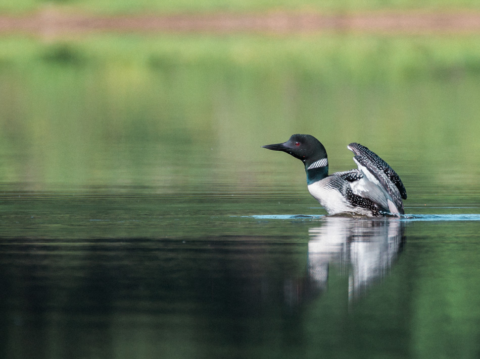 A common loon rises out of the water