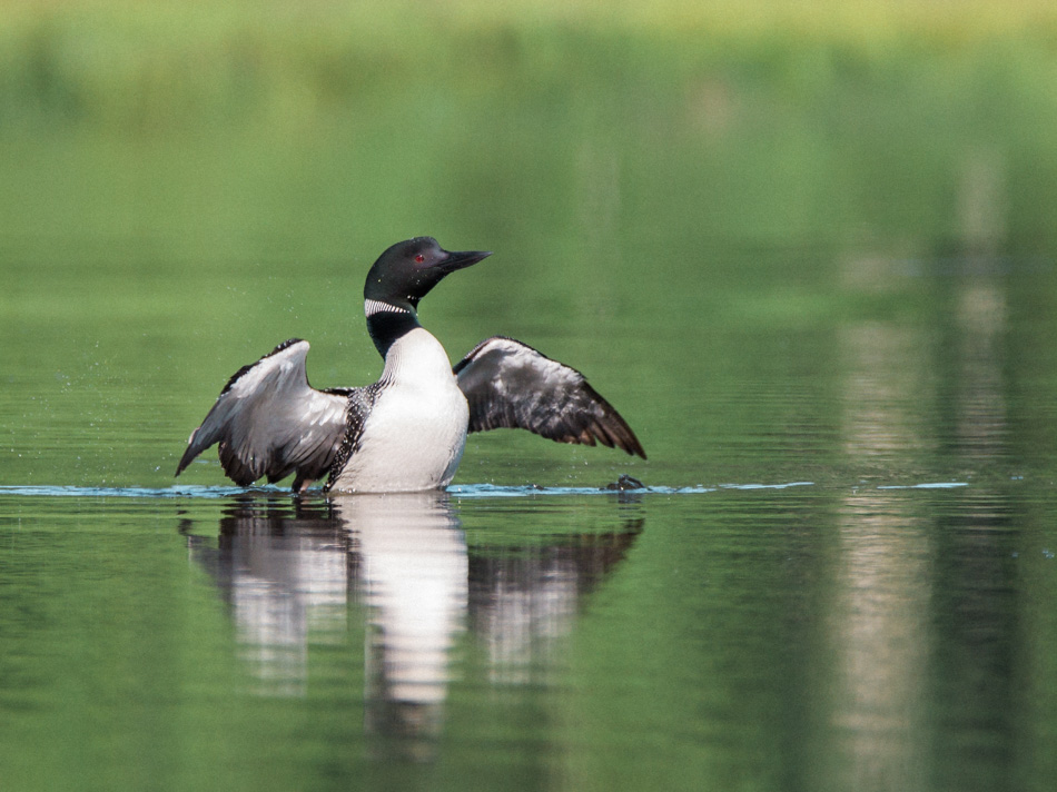 A common loon spreads its wings