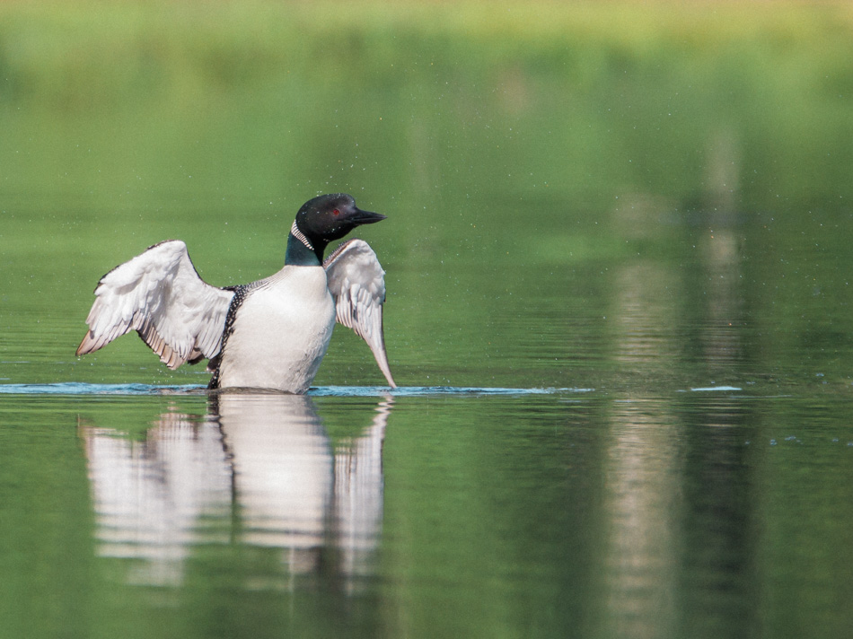 A common loon spreads its wings