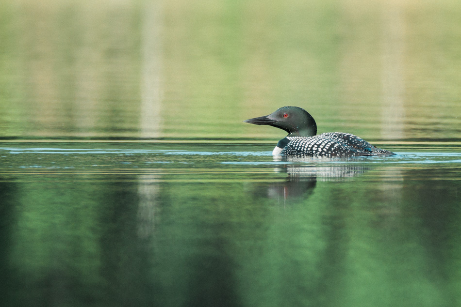 A common loon floating peacefully on the water