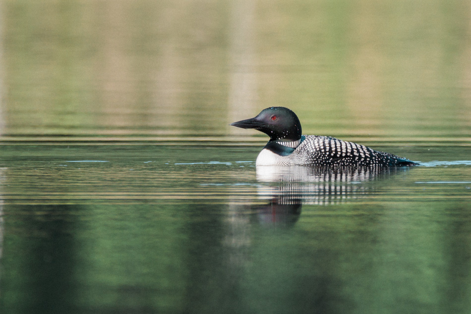 A common loon floating peacefully on the water