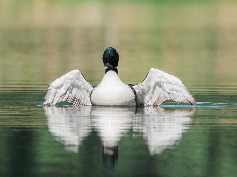 A common loon stretches its wings out wide