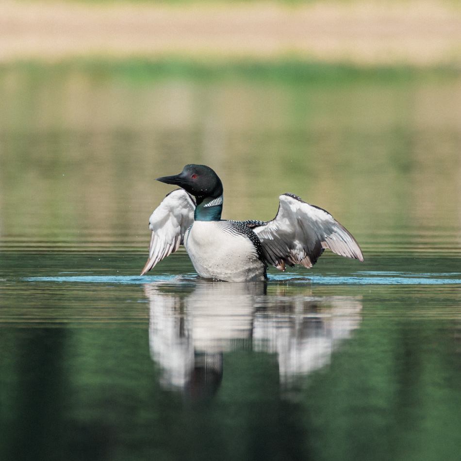 A common loon lifts its wings out of the water