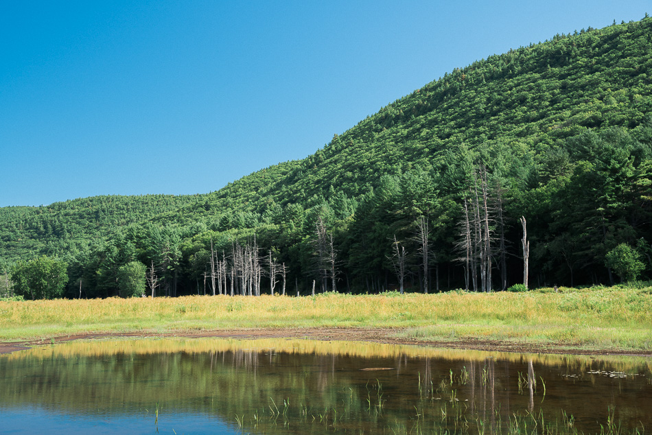 Eagle nesting area north of Surry Dam