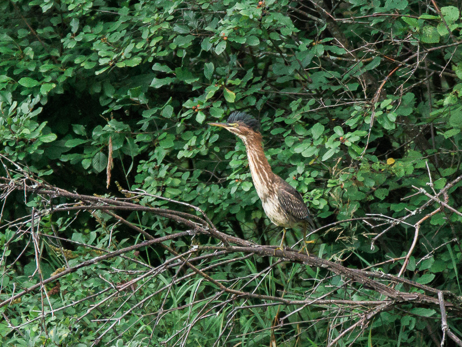 A young green heron stretches its neck to full extension