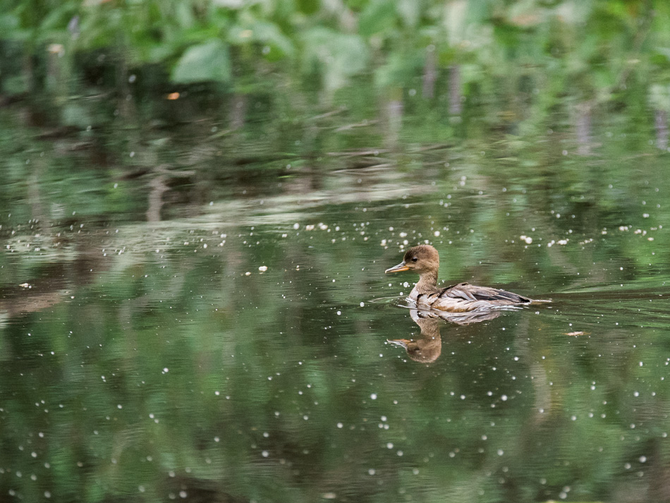 A young female hooded merganser glides through the water at Shadow Lake in Keene, NH