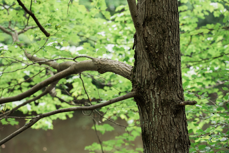 The branches of a tree stretch out over Shadow Lake in Keene, NH