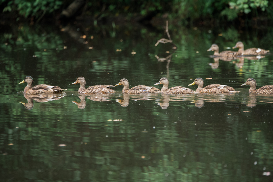 A line of young mallards swimming on Shadow Lake in Keene, NH