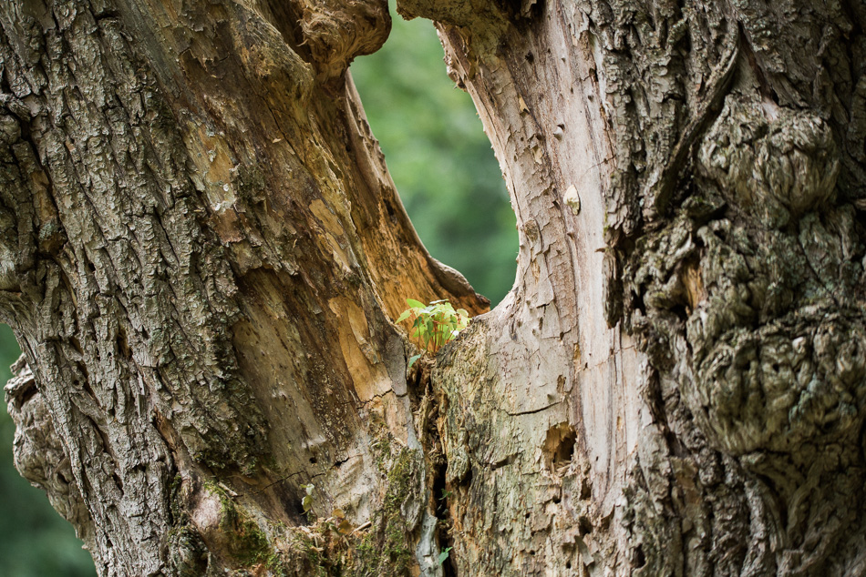 New life takes root in the opening of a dead tree on Shadow Lake in Keene, NH