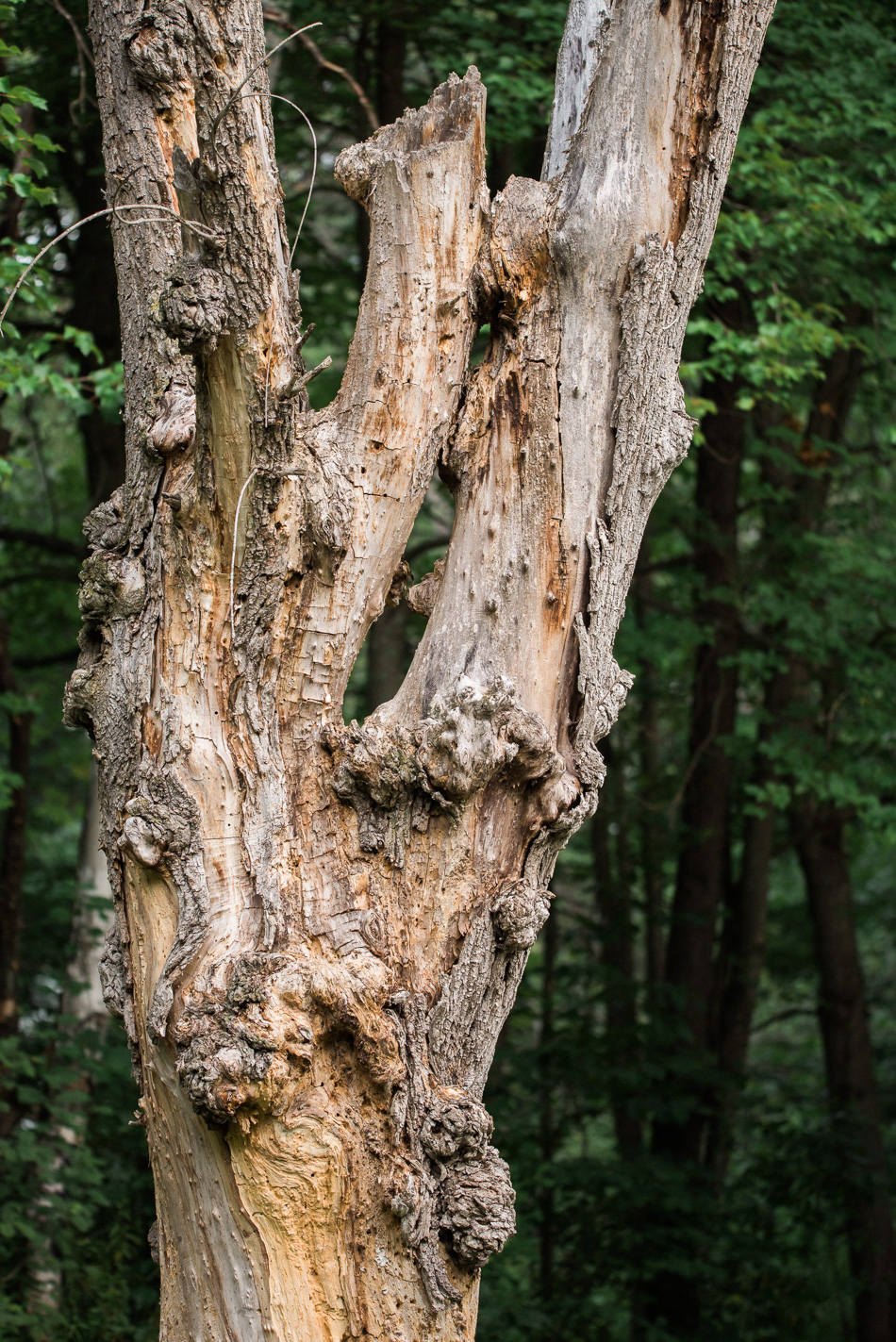 The twisted features of a dead tree on Shadow Lake in Keene, NH