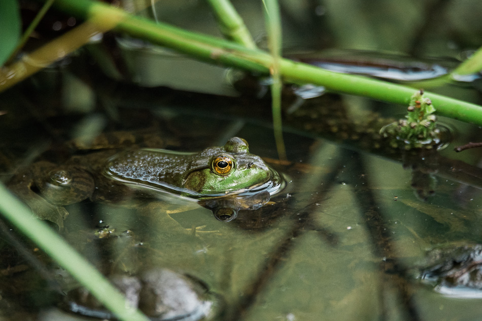 A partially submerged green frog patiently waits for its prey