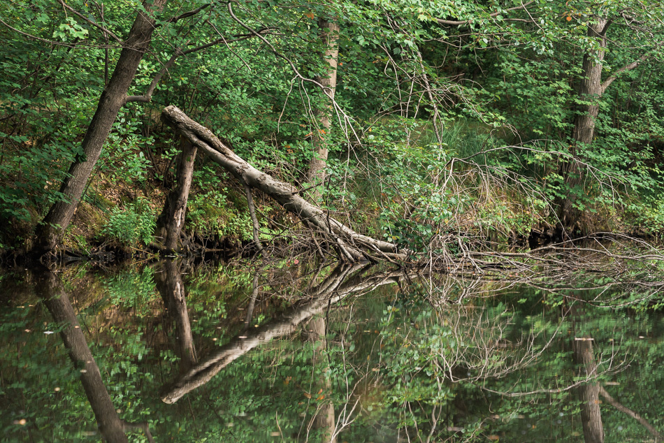 Downed trees are relected on the surface of Shadow Lake in Keene, NH