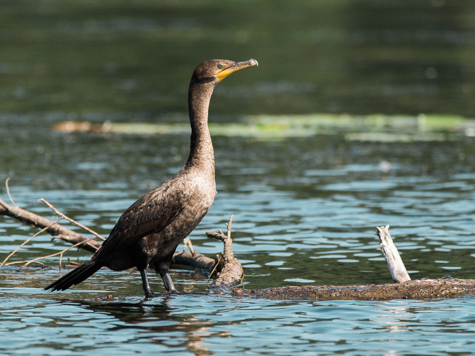 A double crested cormorant stand on a log in the river