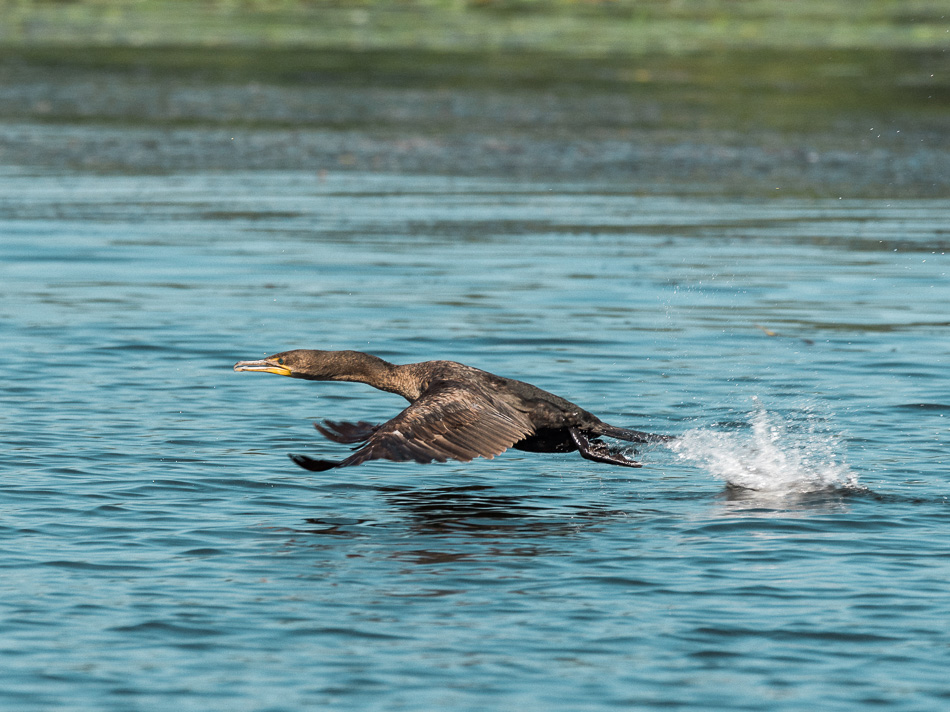 A double crested cormorant skips across the surface of the river