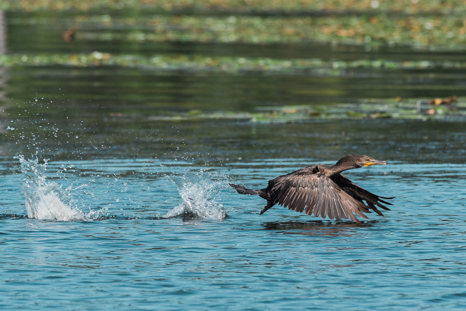A double crested cormorant flying low over a river
