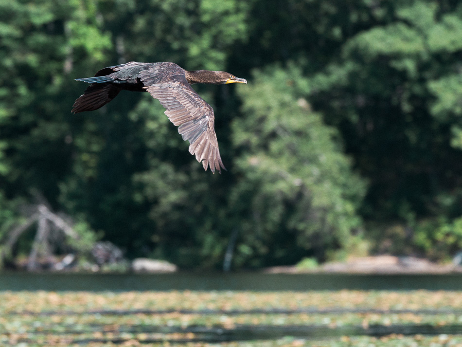 A double crested cormorant flying above a river