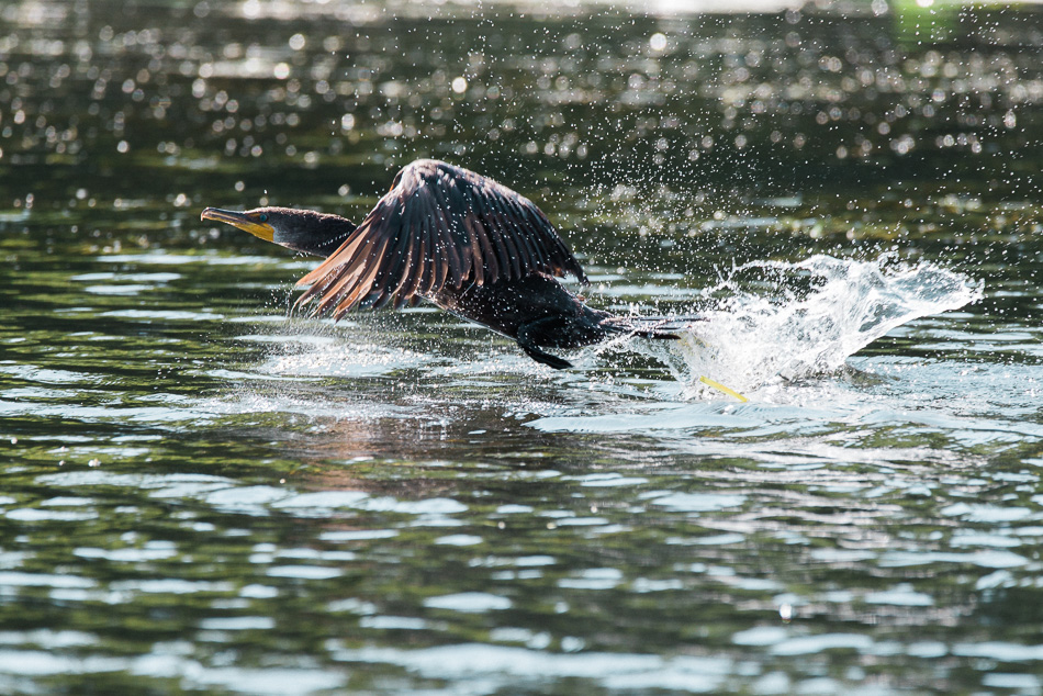 A double crested cormorant explodes from the water