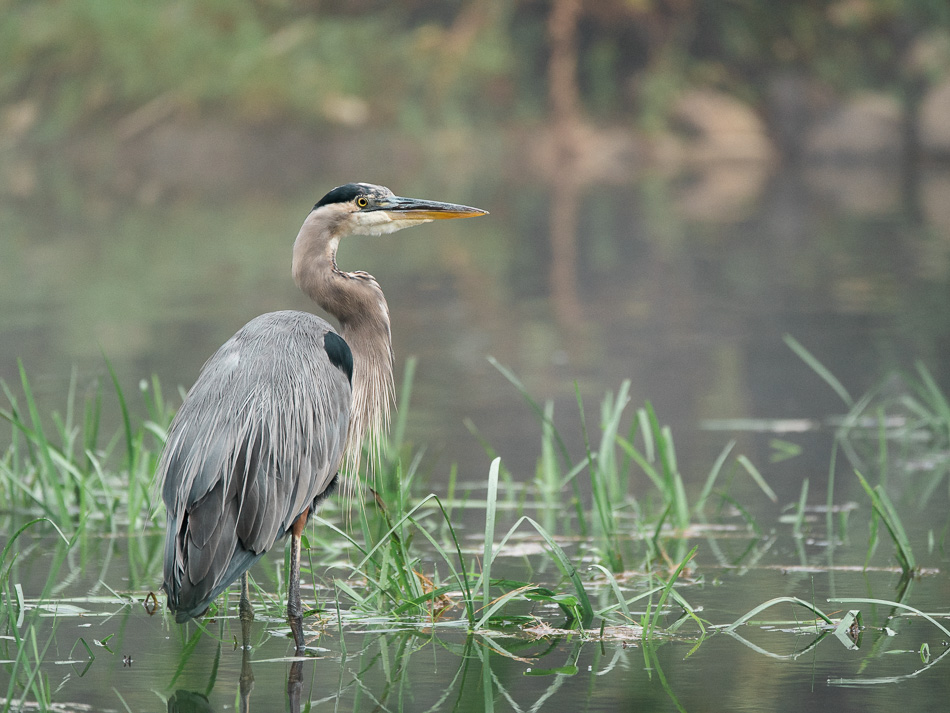 Wading great blue heron