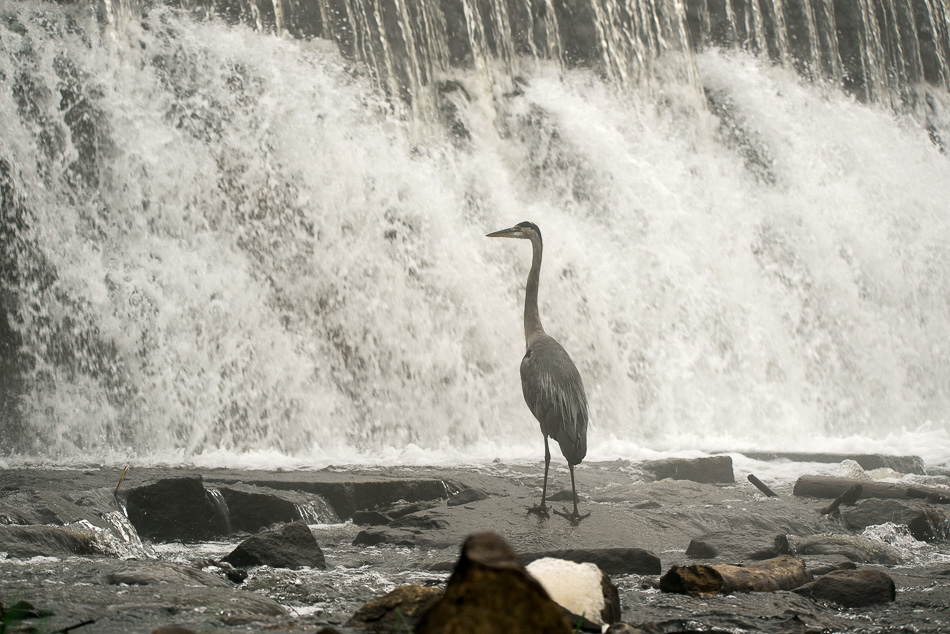 Great blue heron standing in front of a dam