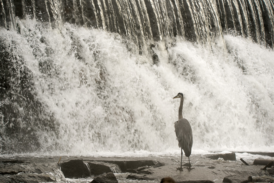 Great blue heron standing in front of a dam