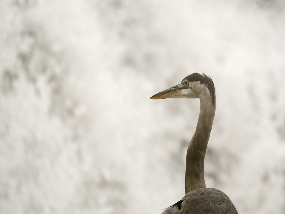 Great blue heron standing in front of a dam