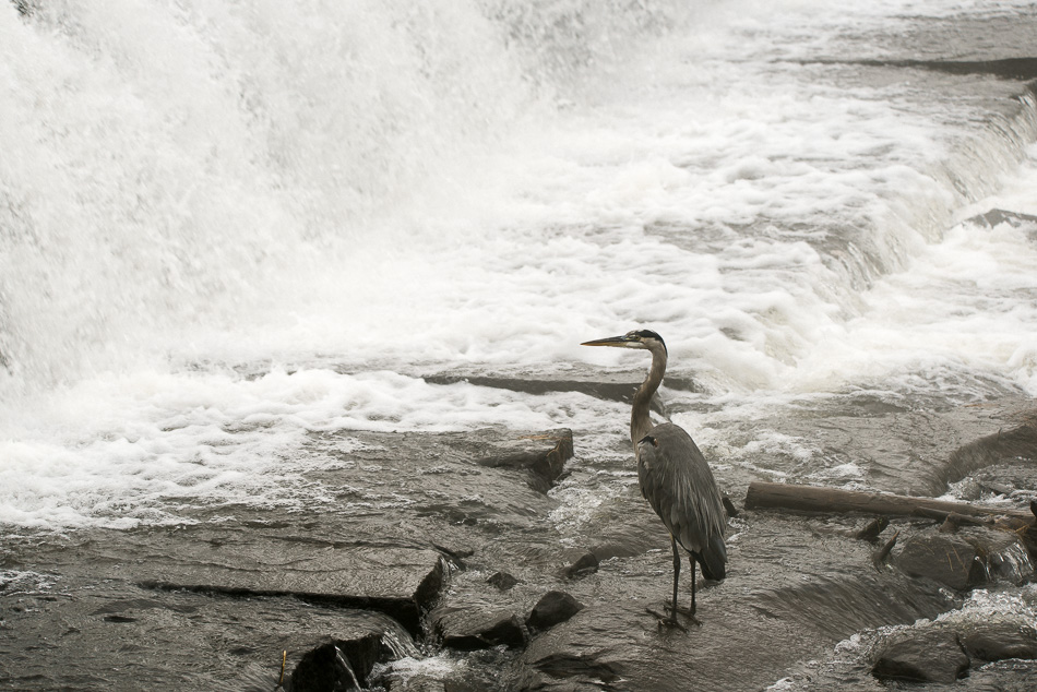 Great blue heron standing in front of a dam