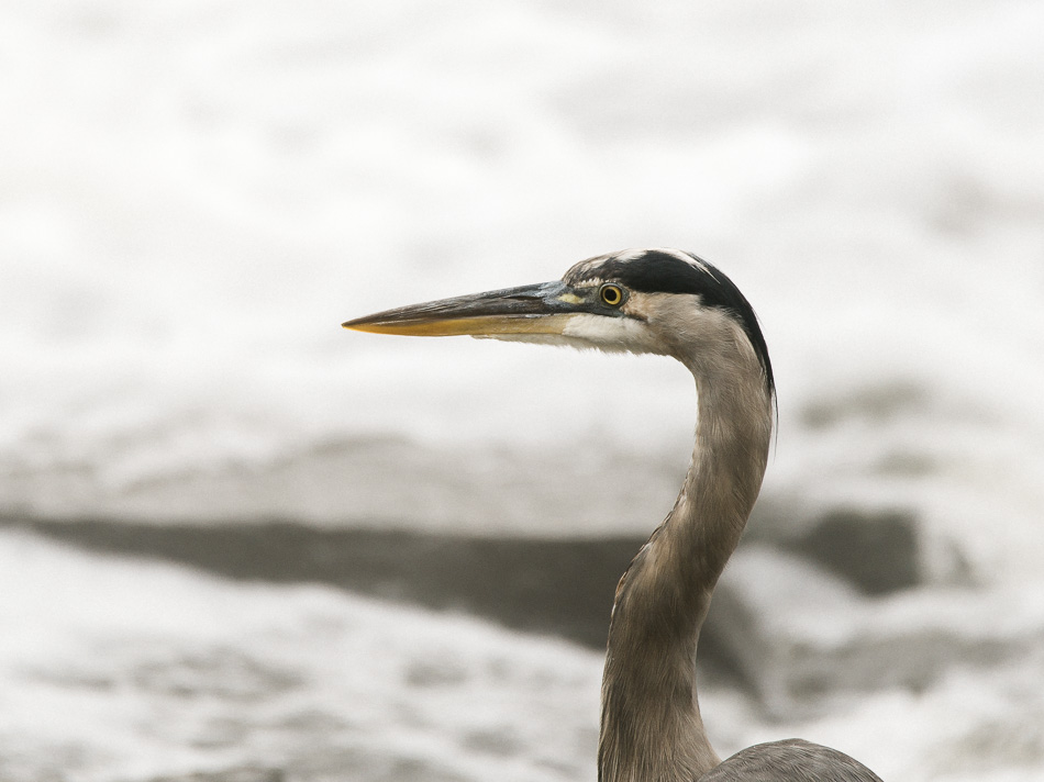 Great blue heron standing in front of a dam