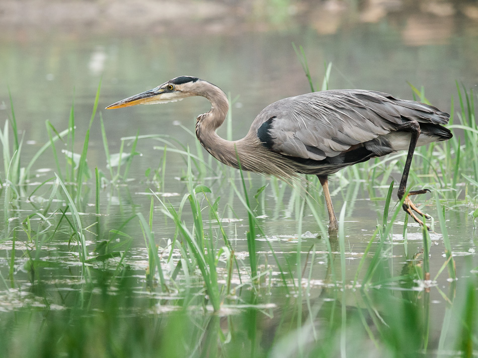 Hunting great blue heron